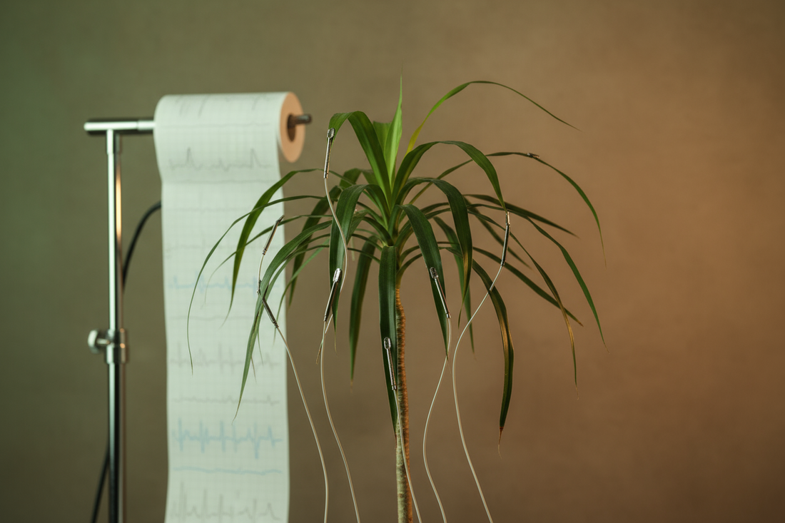 A Planta Que Leu Pensamentos: O Experimento Que Provou Que Tudo Está Conectado